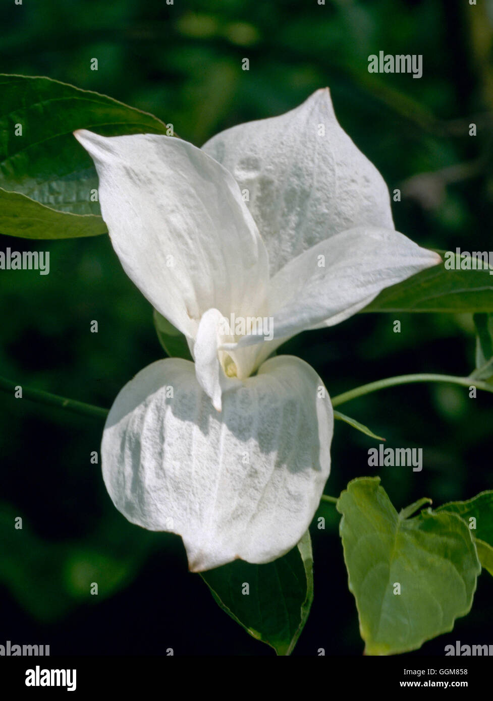 Cornus `Eddie's White Wonder' TRS076984 Stock Photo Alamy